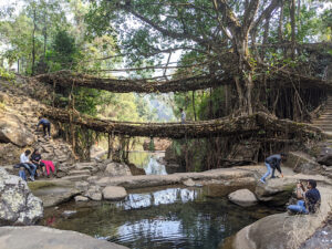 Living Root Bridges